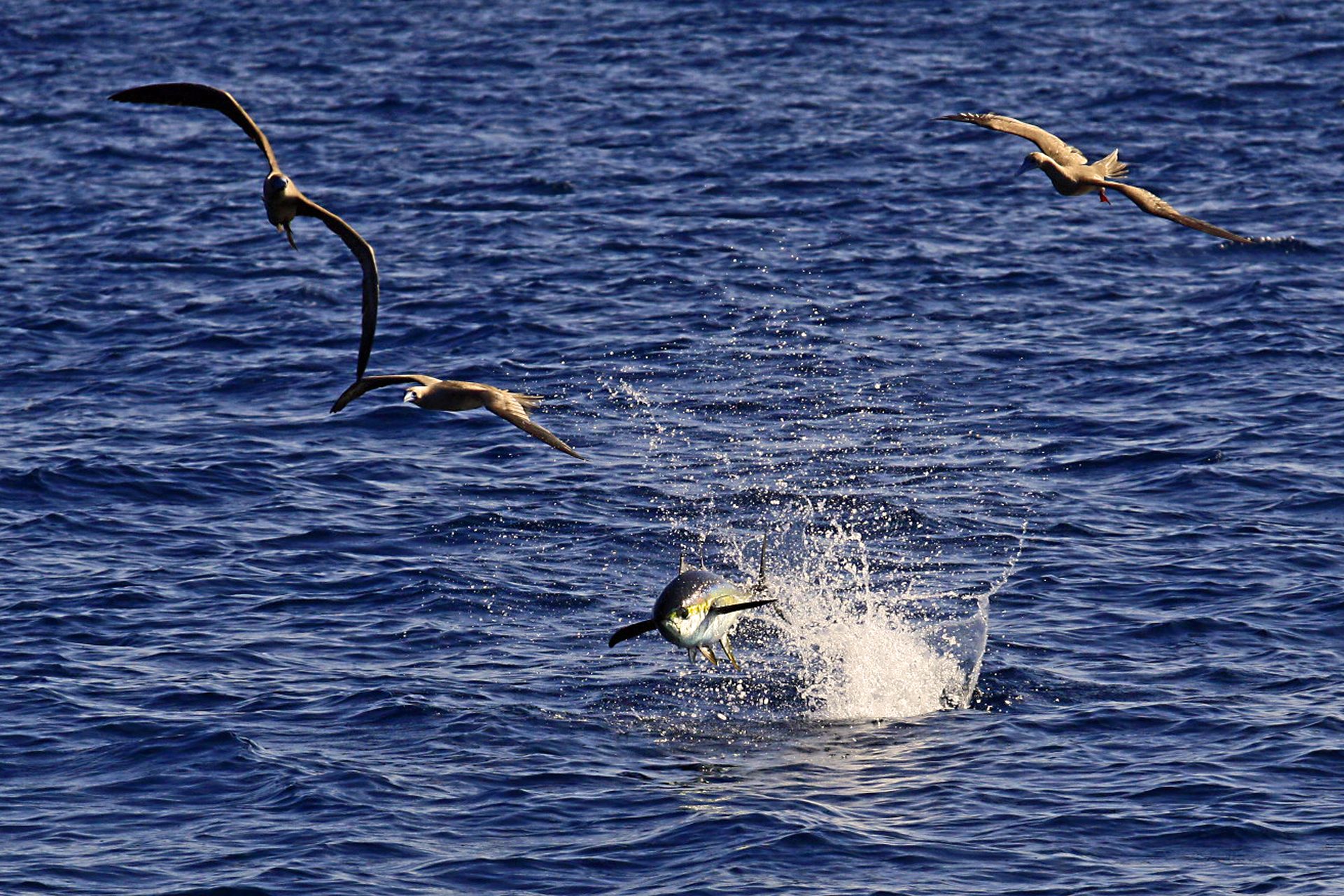 Fish Gouge Intelligence
